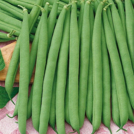Fasola zwykła Saxa Phaseolus vulgaris var. nanus