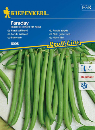 Fasola zwykła Faraday Phaseolus vulgaris var. nanus