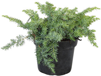 Jałowiec Nadbrzeżny 'Schlager' – Sadzonka 30 cm