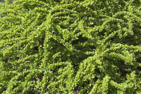 Berberys Thunberga 'Green Carpet' - Sadzonka 20 cm