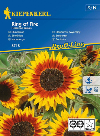 Słonecznik zwyczajny Ring of Fire Helianthus annuus