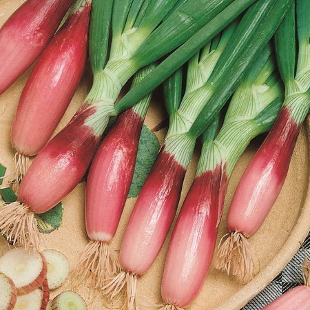 Cebula siedmiolatka Rossa Lunga di Firenze