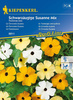 Tunbergia oskrzydlona Mix Thunbergia alata