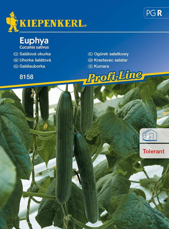 Ogórek sałatkowy F1 Euphya Cucumis sativus