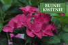 Hortensja bukietowa 'Wim's Red' - Sadzonka 30 cm