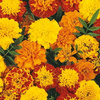 Aksamitka Bonita Mix Tagetes patula
