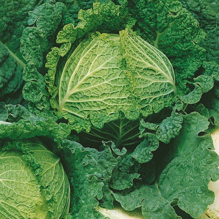Kapusta warzywna włoska Vertus 2 Brassica oleracea var. sabauda