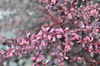 Berberys Thunberga 'Flamingo' - Sadzonka 30 cm