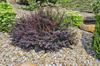 Berberys Thunberga 'Atropurpurea Nana' – Sadzonka 20 cm