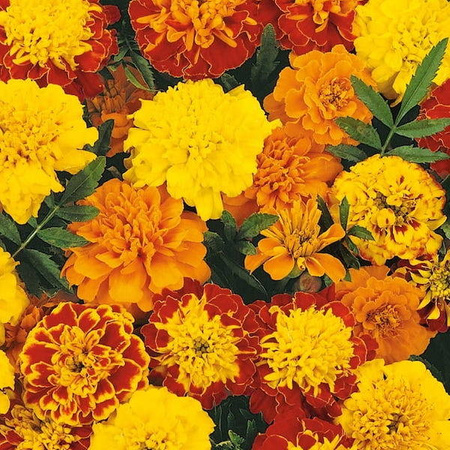 Aksamitka Bonita Mix Tagetes patula