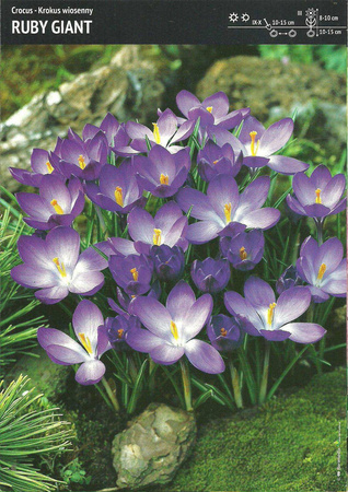 Krokus Tommasiniego ‘Ruby Giant’ - 15 szt.