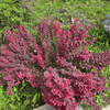 Berberys Thunberga 'Admiration' PBR – Sadzonka 20 cm