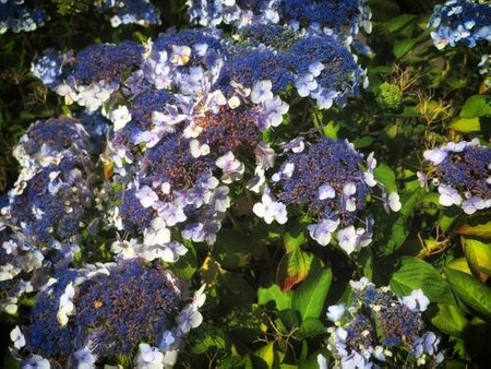 Hortensja Kosmata 'Macrophylla' – Sadzonka 20 cm