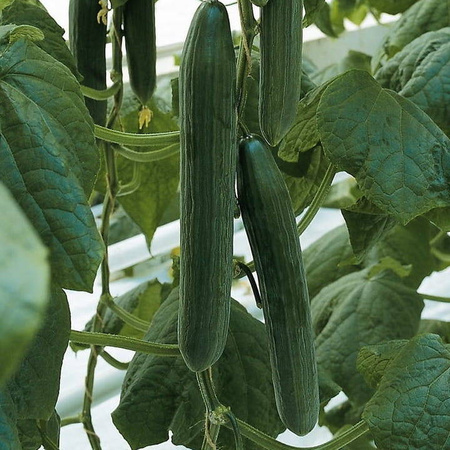 Ogórek sałatkowy F1 Euphya Cucumis sativus
