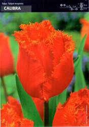 Tulipan strzępiasty Calibra – 10 szt cebulek