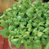 Portulaka pospolita ,,Sommerportulak’’- Kiepenkerl