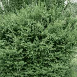 Cis Pośredni Densiformis – Botana