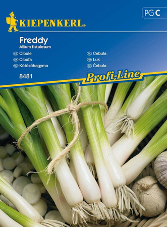 Cebula Freddy Allium fistulosum