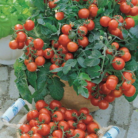 Pomidor Cherry Vilma – Kiepenkerl