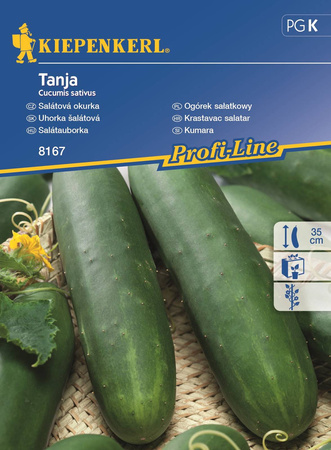 Ogórek sałatkowy Tanja Cucumis sativus
