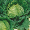 Kapusta warzywna włoska Vertus 2 Brassica oleracea var. sabauda