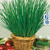 Szczypiorek Nelly Allium schoenoprasum