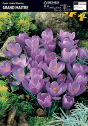 Krokus Wielkokwiatowy Grand Maitre 10 szt.