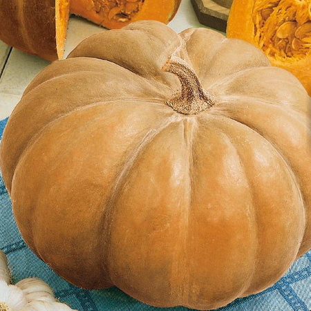 Dynia olbrzymia Muscade de Provence Cucurbita moschata