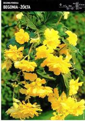 Begonia Kaskadowa - Żółta 3 szt.