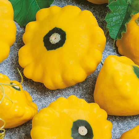 Cukinia Sunburst Cucurbita pepo