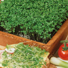 Rzeżucha ogrodowa Krause Kresse Lepidium sativum