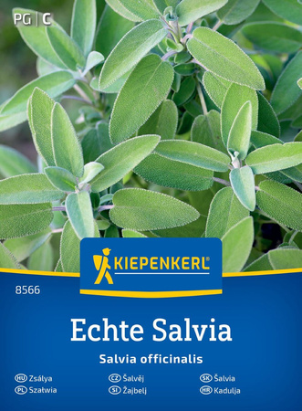 Szałwia Salvia officinalis