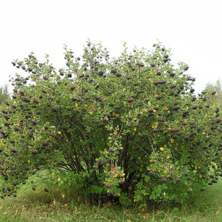 Domyślna nazwa
