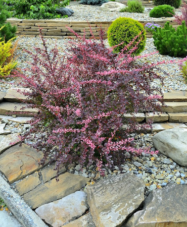 Berberys Thunberga 'Pink Queen' - Sadzonka 30 cm