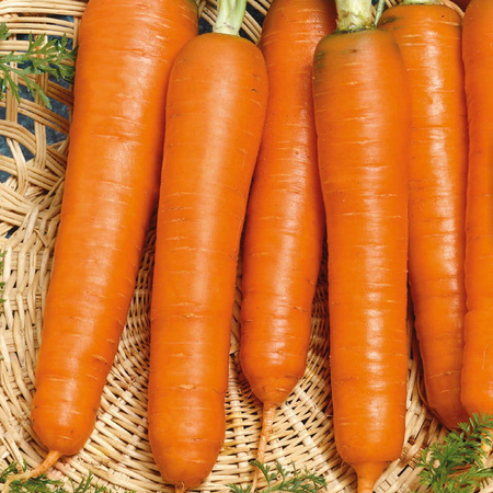 Marchew Lange Rote Stumple Ohne Herz Kiepenkerl