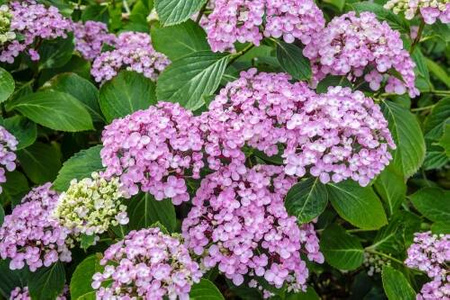 Hortensja Ogrodowa 'Ayesha' – Sadzonka 20 cm