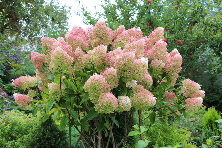 Hortensja Bukietowa 'Grandiflora' – Sadzonka 30-40 cm
