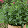 Mięta pieprzowa ,,Spearmint’’- Kiepenkerl
