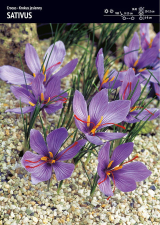 Krokus uprawny jesienny Sativus 25 sztuk