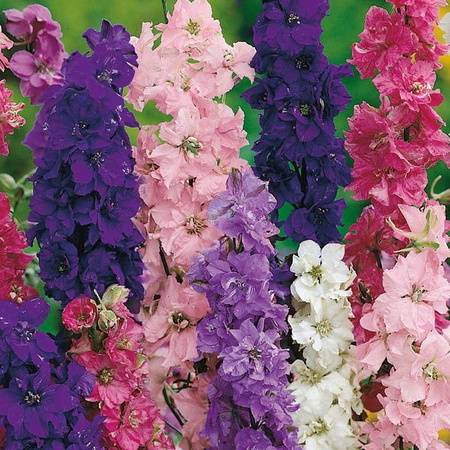 Ostróżka letnia Pracht - Mix Delphinium consolida