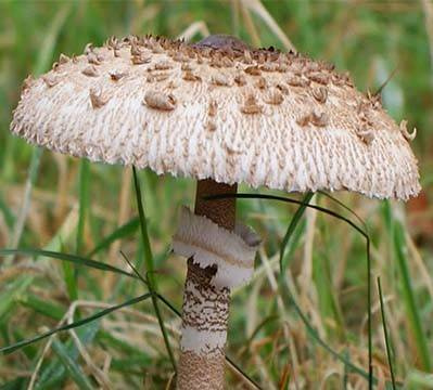 Zestaw Do Uprawy Grzybów - Pieczarka Biała 3 l