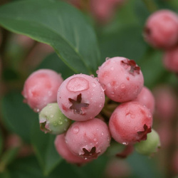 Borówka Amerykańska Pink Lemonade