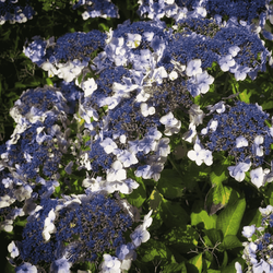 Hortensja Kosmata 'Macrophylla' – Sadzonka 20 cm