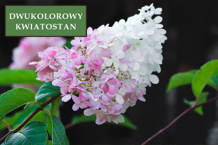 Hortensja bukietowa 'Pink Lady' - Sadzonka 40-50 cm