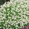 Gęsiówka kaukaska Schneehaube Arabis caucasica