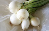Cebula dymka biała Snowball 250 g