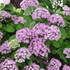 Hortensja Ogrodowa 'Ayesha' – Sadzonka 20 cm