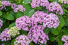 Hortensja Ogrodowa 'Ayesha' – Sadzonka 20 cm