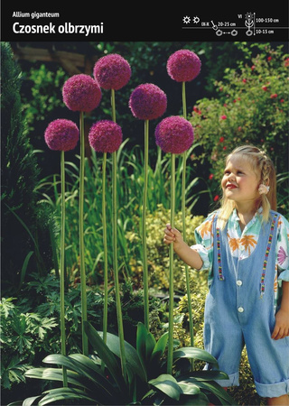 Kapers Allium - Czosnek Olbrzymi ‘Giganteum’- 3 szt.