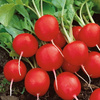 Rzodkiewka Saxa 3 Raphanus sativus var. sativus
